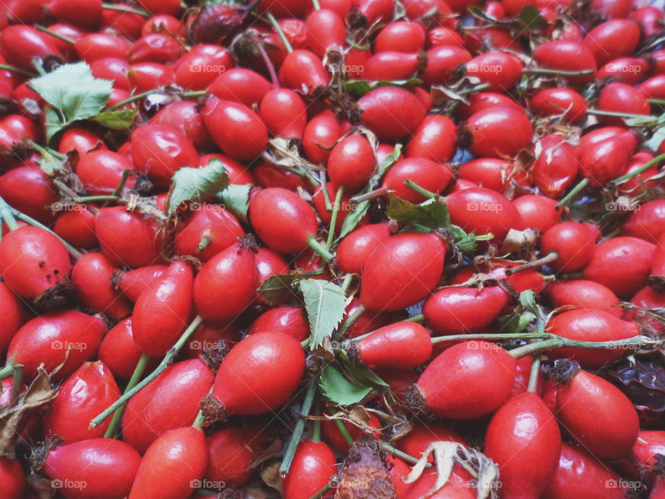 red rosehip berries