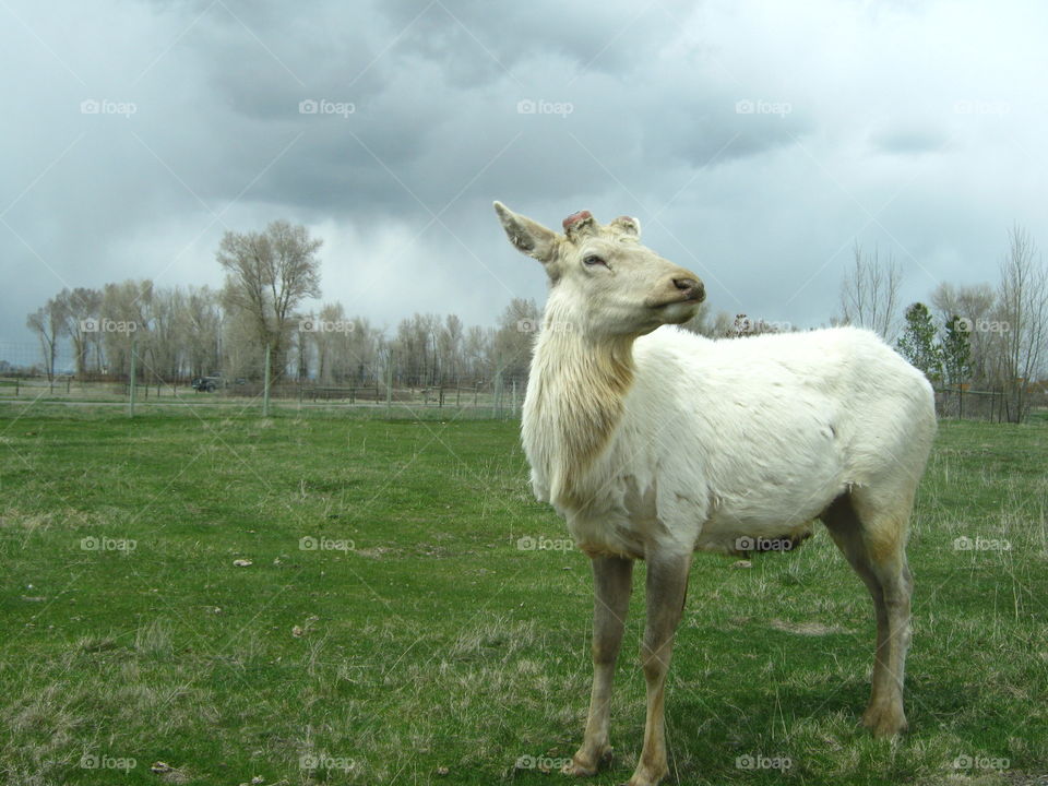 Rare white elk. Idaho