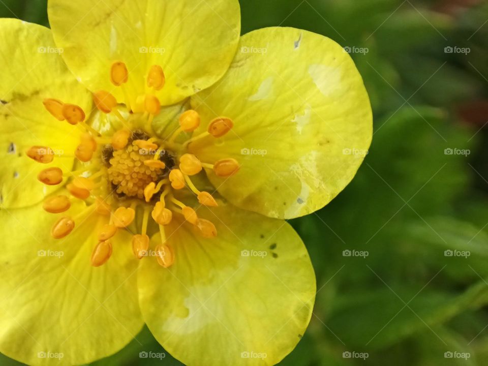 Close-up of a yellow shrub flower in front of a green background