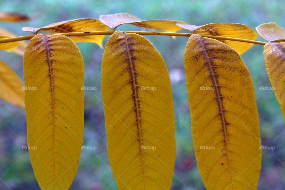 autumn leafs gray yellow