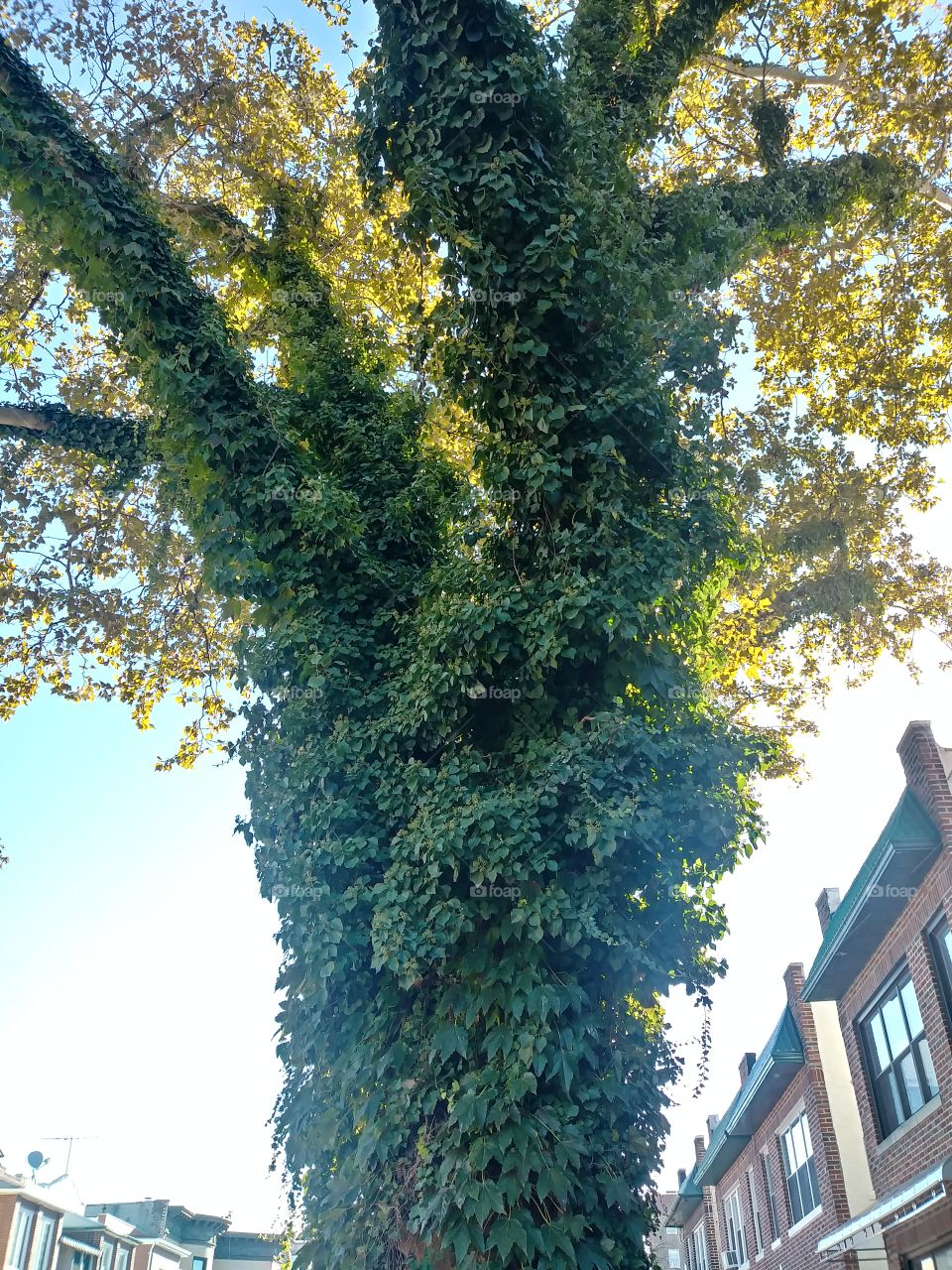 tree with ivy day