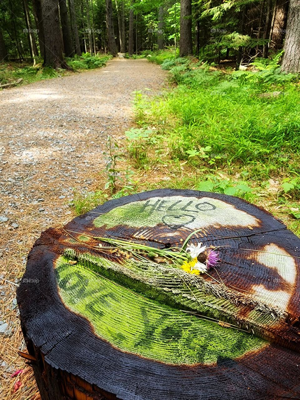 Trail through the forest with a message on a stump.