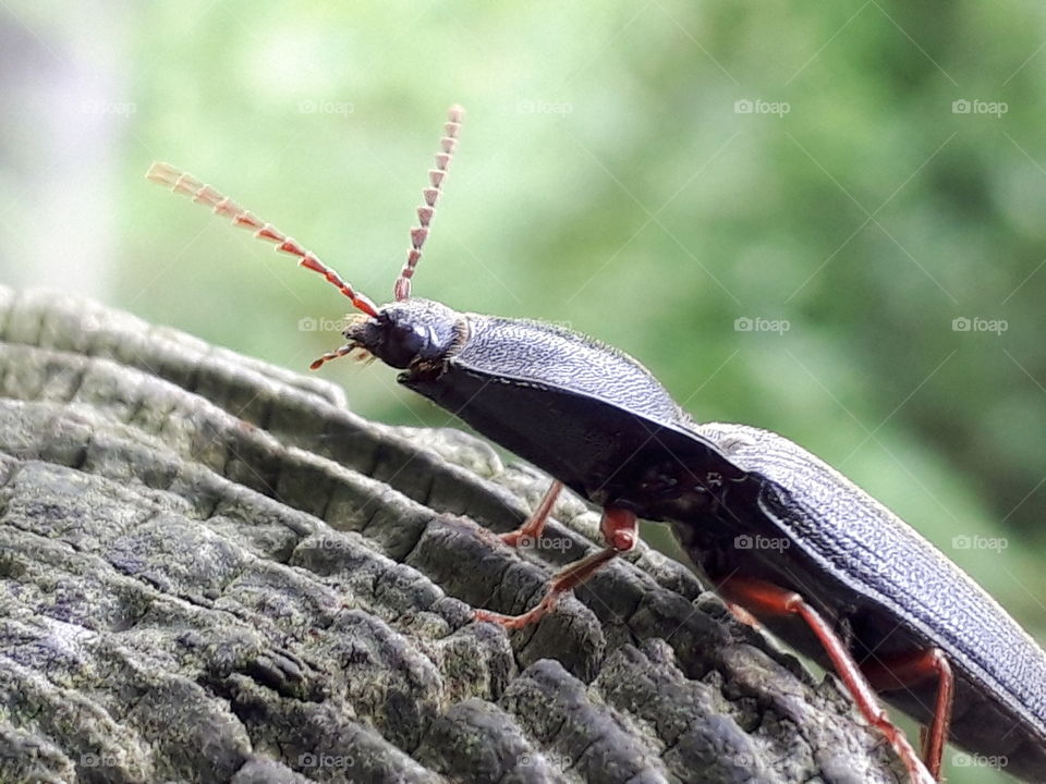 click beetle