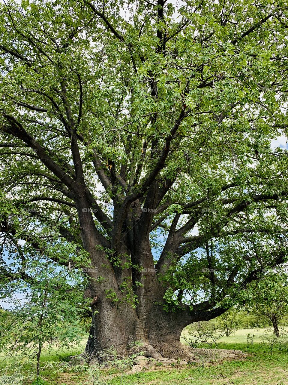 The old baobab tree growing in our farmyard. It’s native to Africa and other continents. 