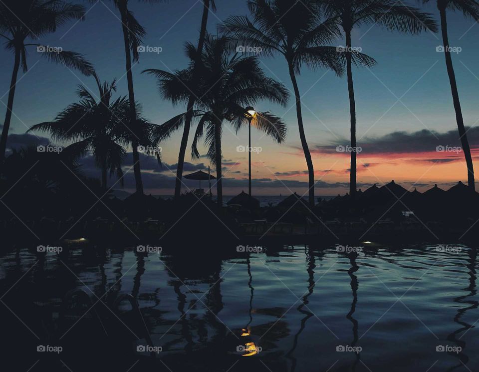 Palm trees reflected onto a calm pool at dusk