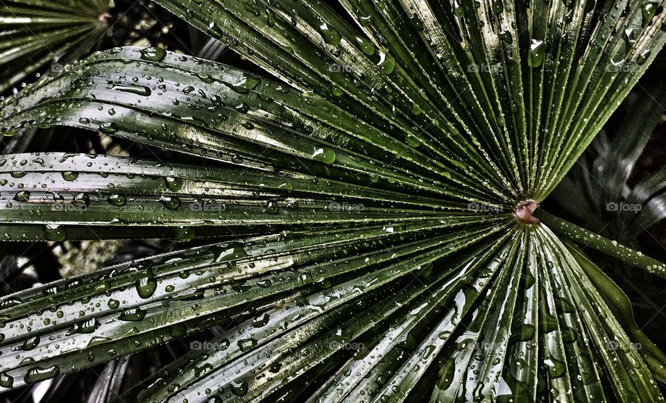 water droplets on a leaf