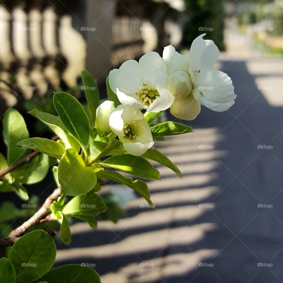 Jasmine's blossom in the city.