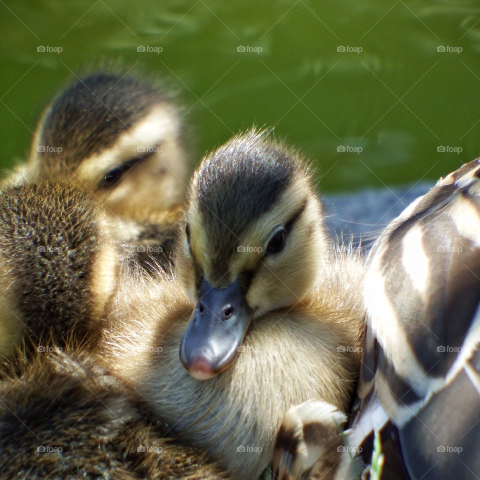 a cute duckling closeup