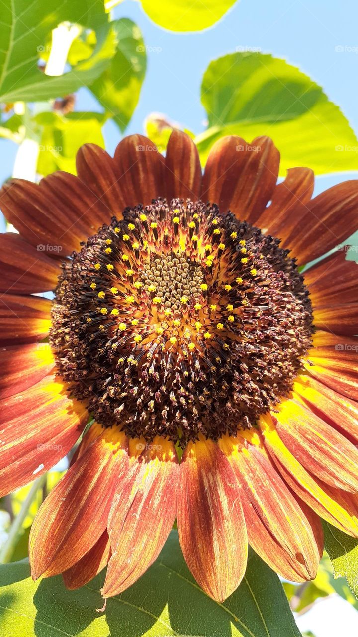 Chocolate Sunflower