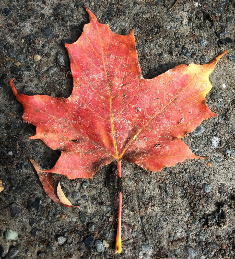 Autumn leaf fallen on dusty ground