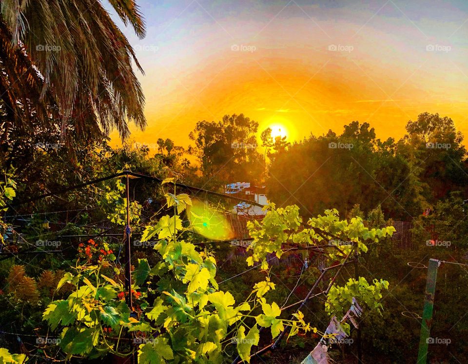 Garden sunset San Marcos California WBdreamer grape vines nasturtiums trees palm prayer flags landscape