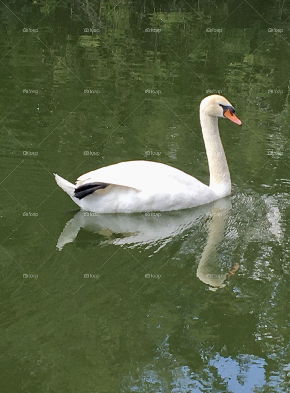Swan 