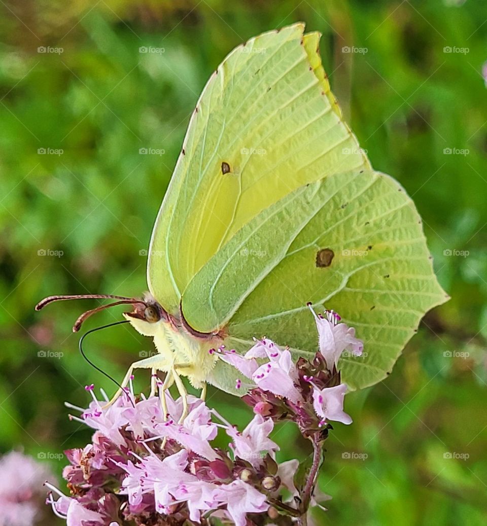 Citron butterfly drinks from the flower.The wings of the butterfly are so beautiful and camouflage.