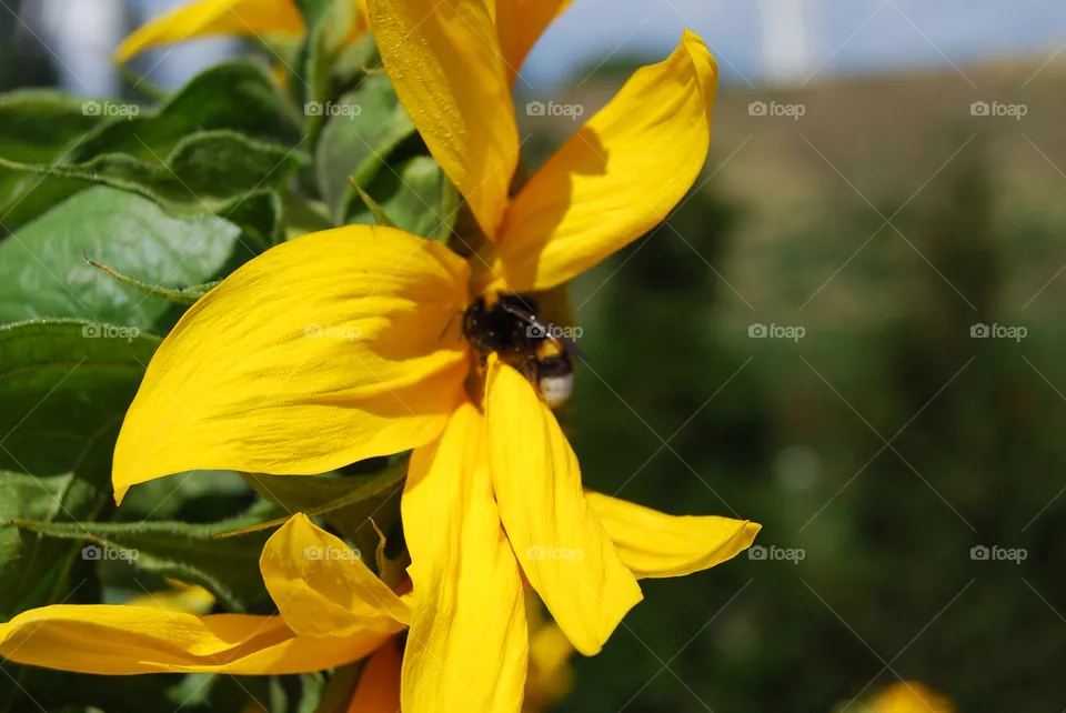 Nature, Flower, Summer, Flora, Leaf