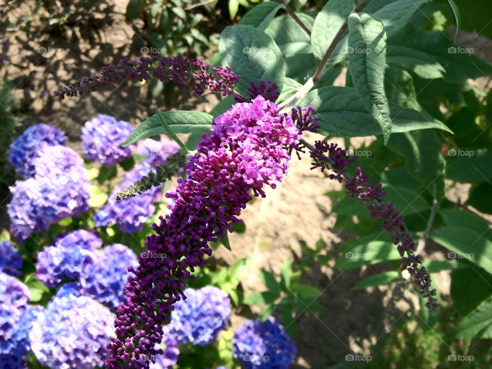 Garden showing spring.
