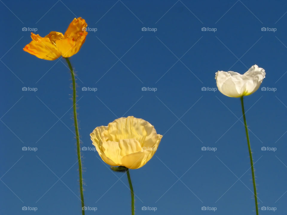 Three flowers at Field with blue sky.