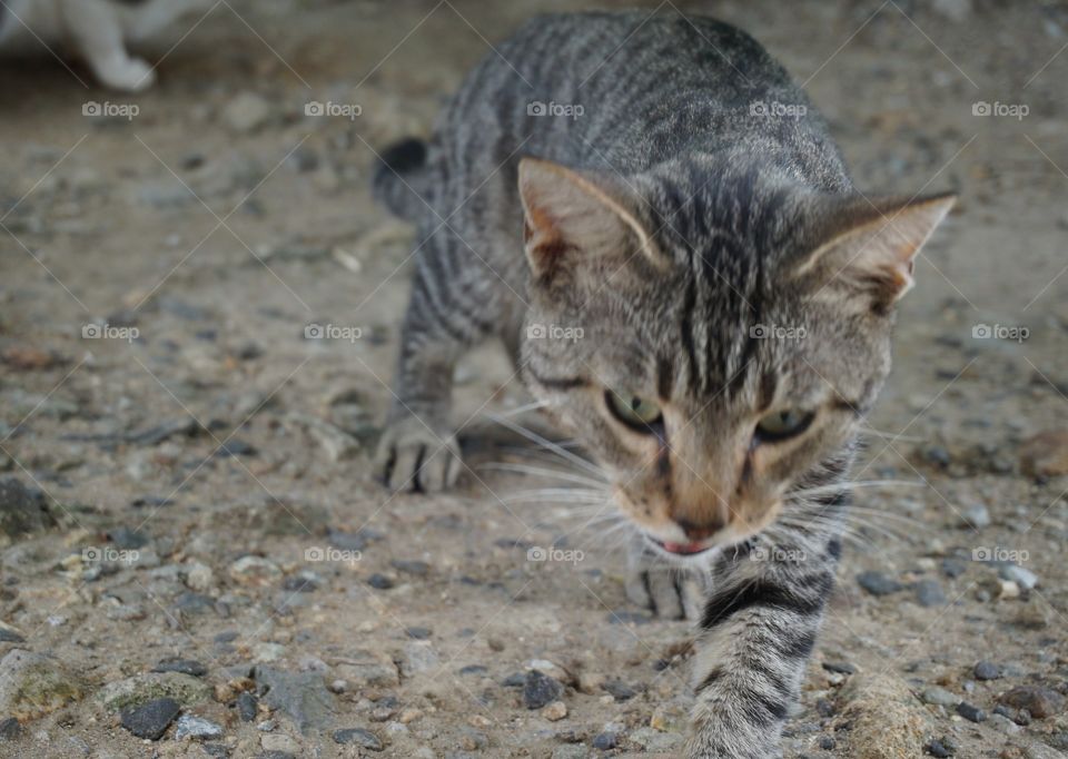 Cat on the move. While taking photo cat decided to approach the camera, so shot is of cat in motion.