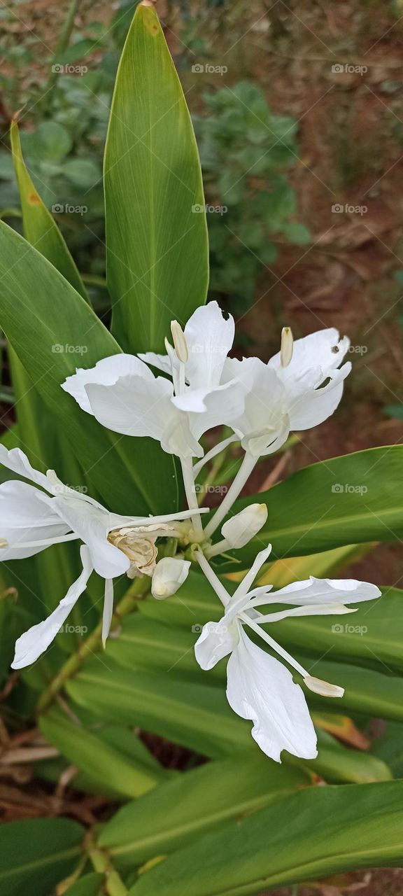 white lily of the valley or lily of peace