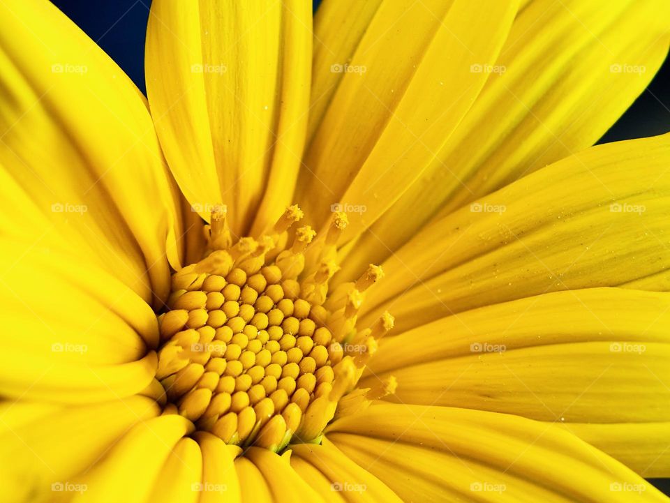 A macro photography of a young yellow mexican sun flower with petal details 