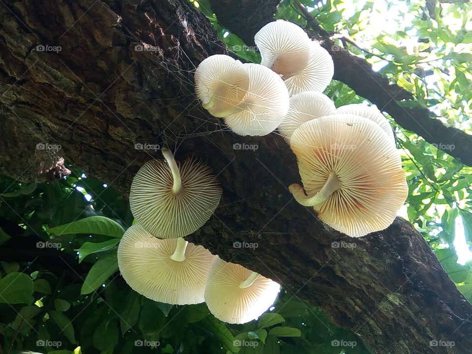 Nature, No Person, Wood, Tree, Fungus