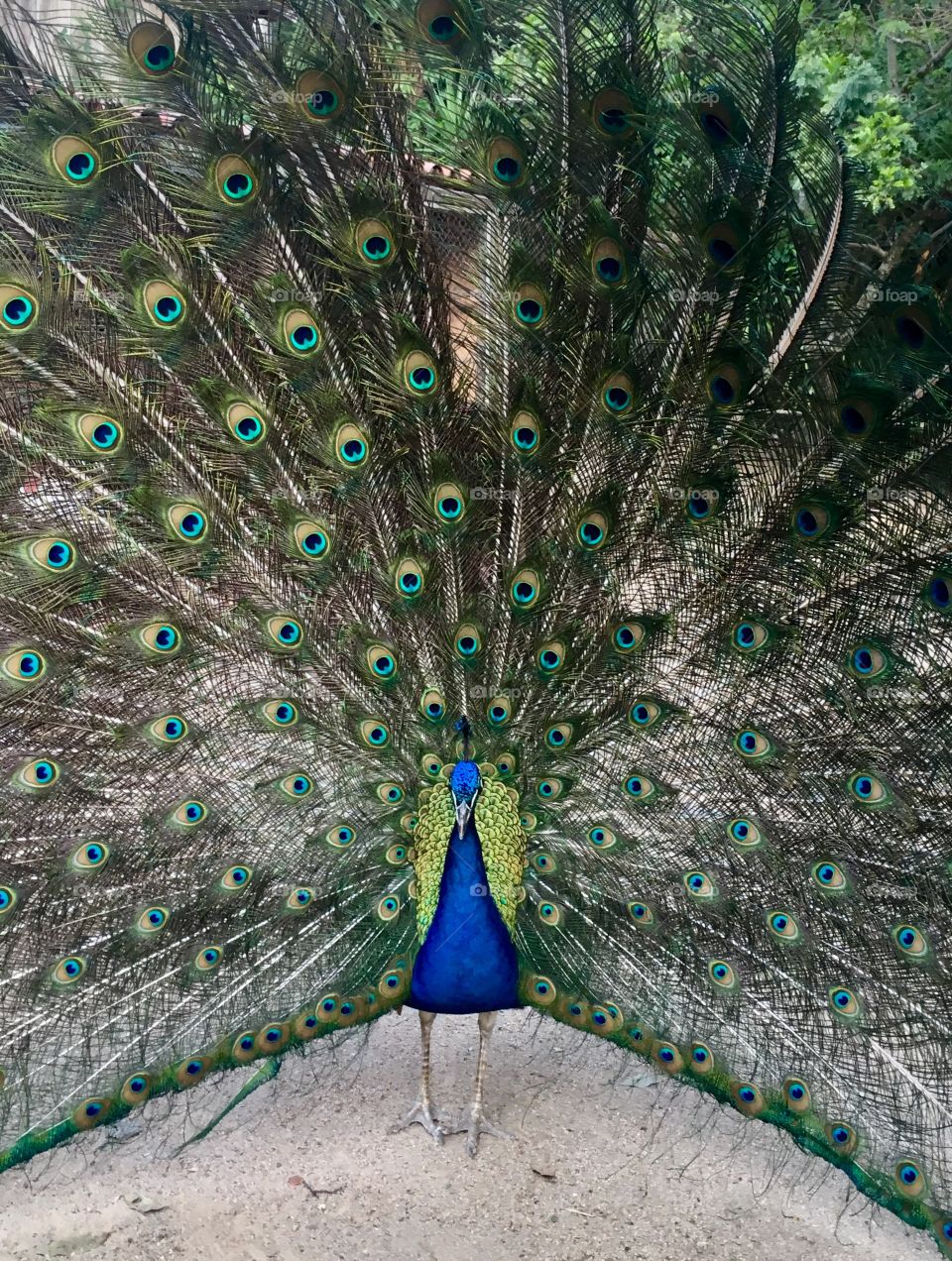 4 de 4 - o pavão está se mostrando de penas abertas para as pessoas que o visitam (passeio na Fazenda do Chocolate, Itu/SP - Brasil)