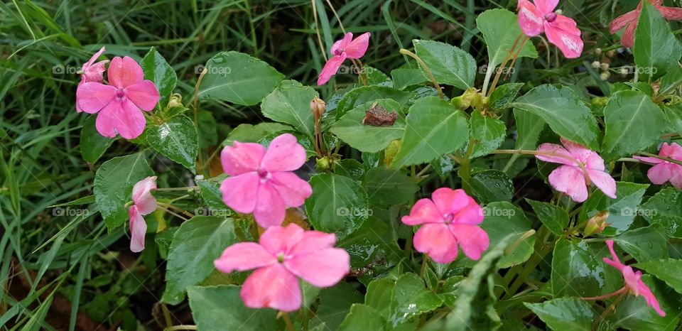 pink flowers