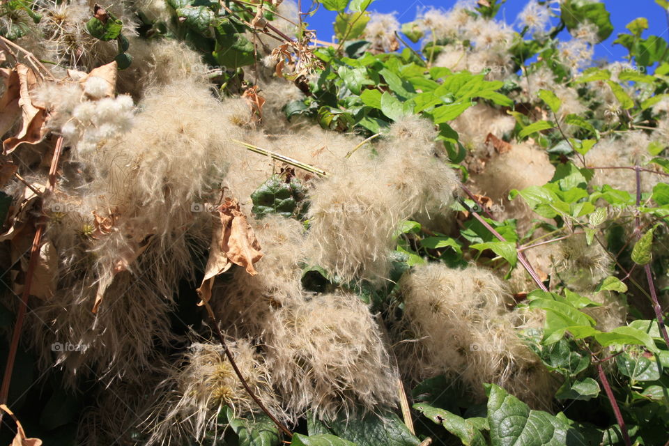 Walking through the countryside I came across this curious plant. The leaves of the plants are green. Between the leaves there is something fluffy and more like feathers. I've never seen it before.