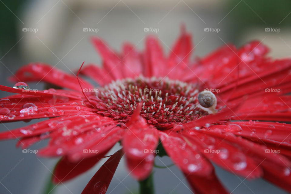 Close-up of red flower with raindrop