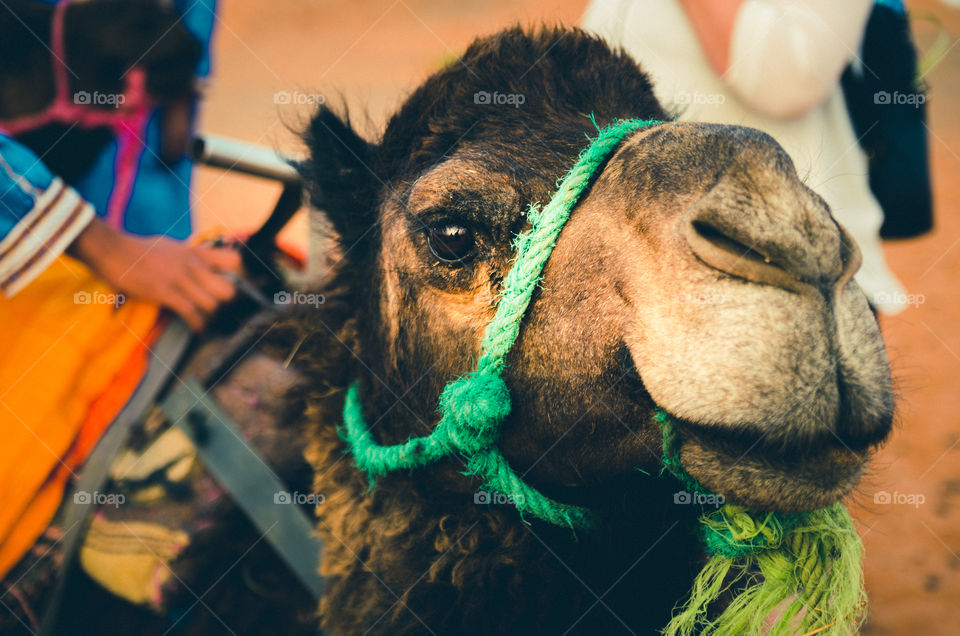 Portrait of camel