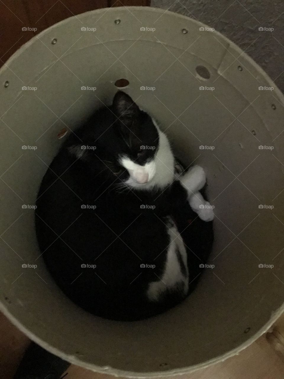 Cat in The hole 
