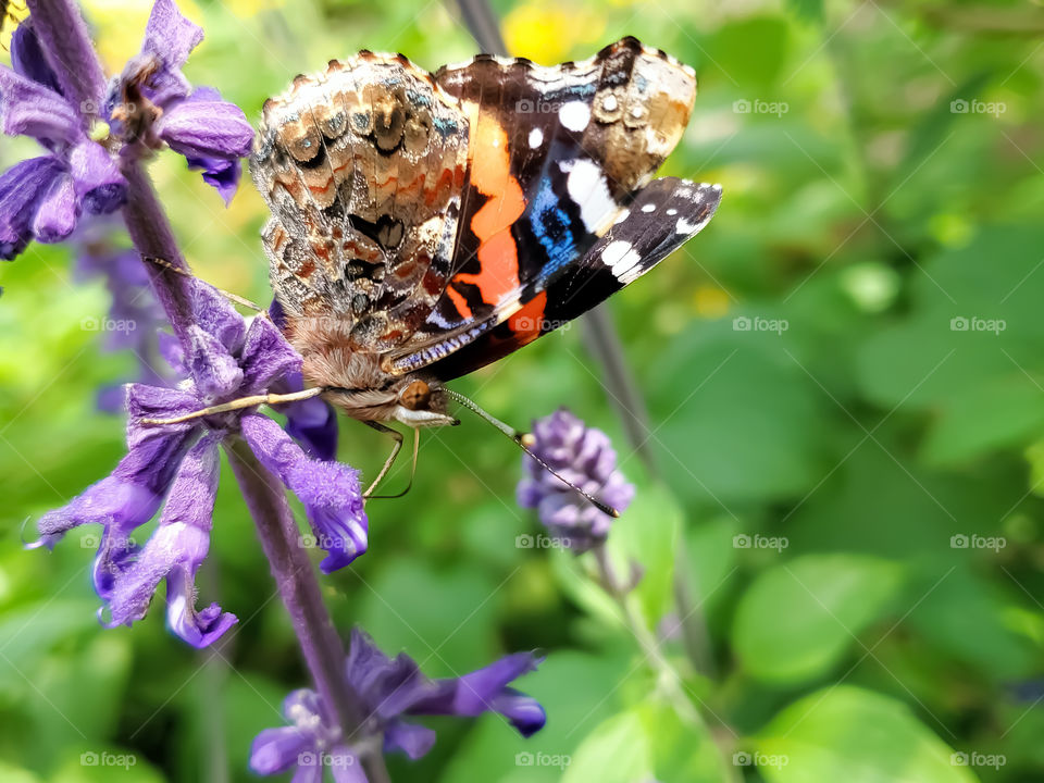 The red admiral butterfly on a purple mystic spires flower with it's wings up.