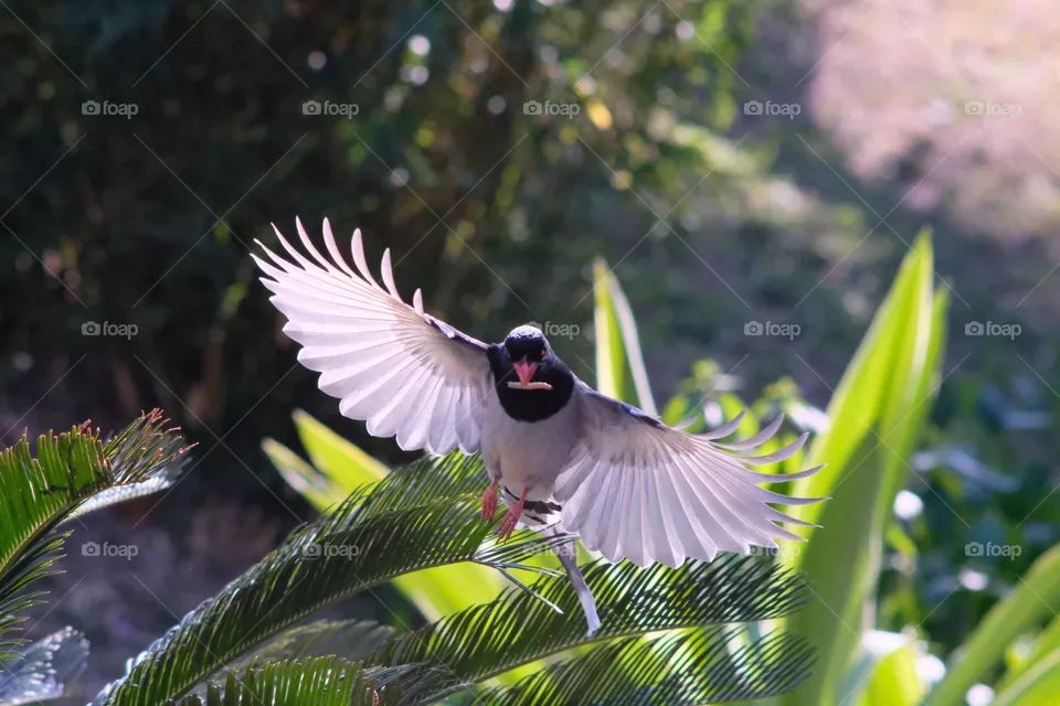 flying bird