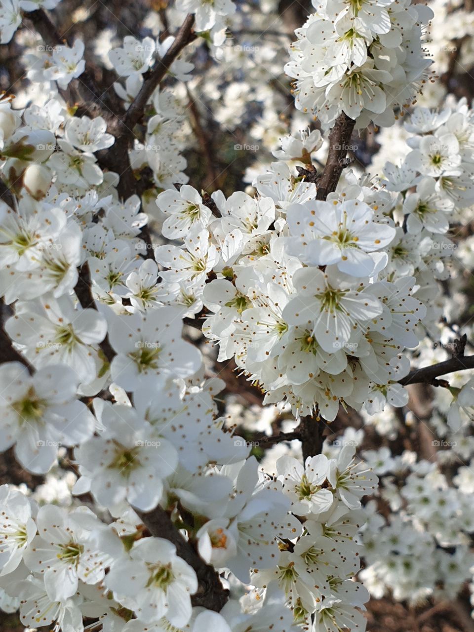 Flowering branches of trees