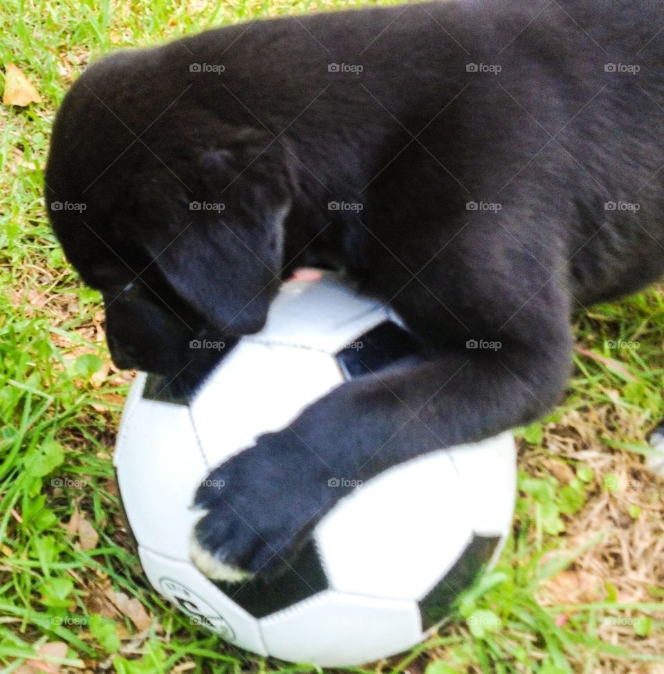 Soccer pup