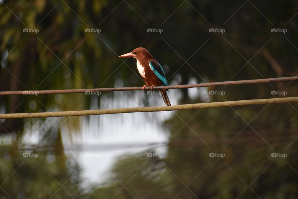 Kingfisher