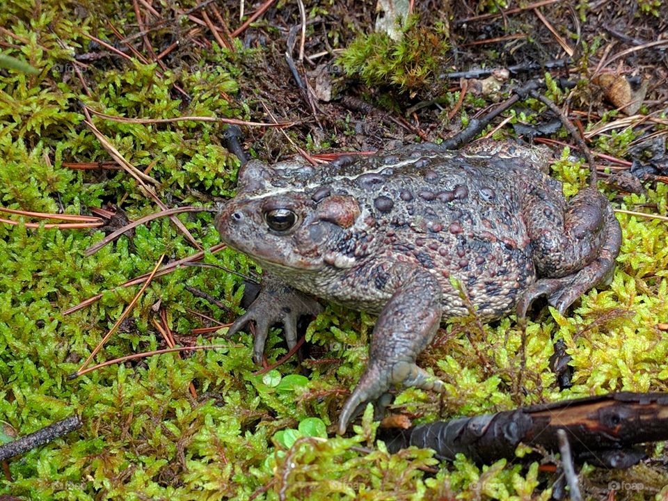 Big old toad  ( Western Toad )
