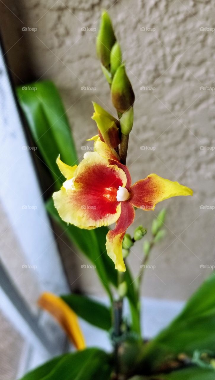 Orchid flower