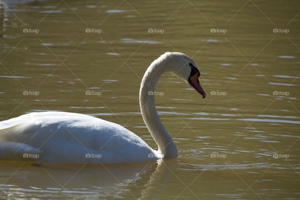 swans on the lake
