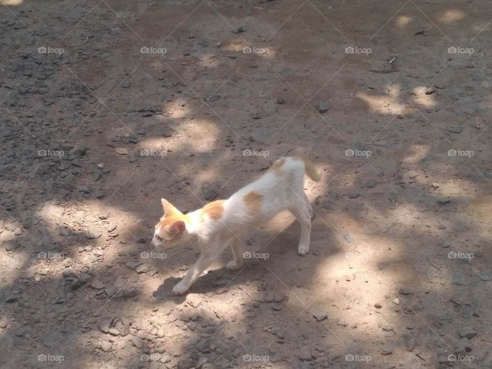 kitty passing the road