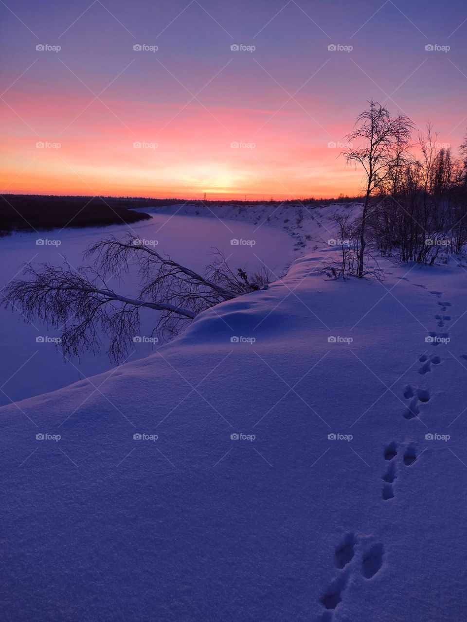 North,morning,dawn,winter dawn,frost,winter,hare,footprints,tundra,