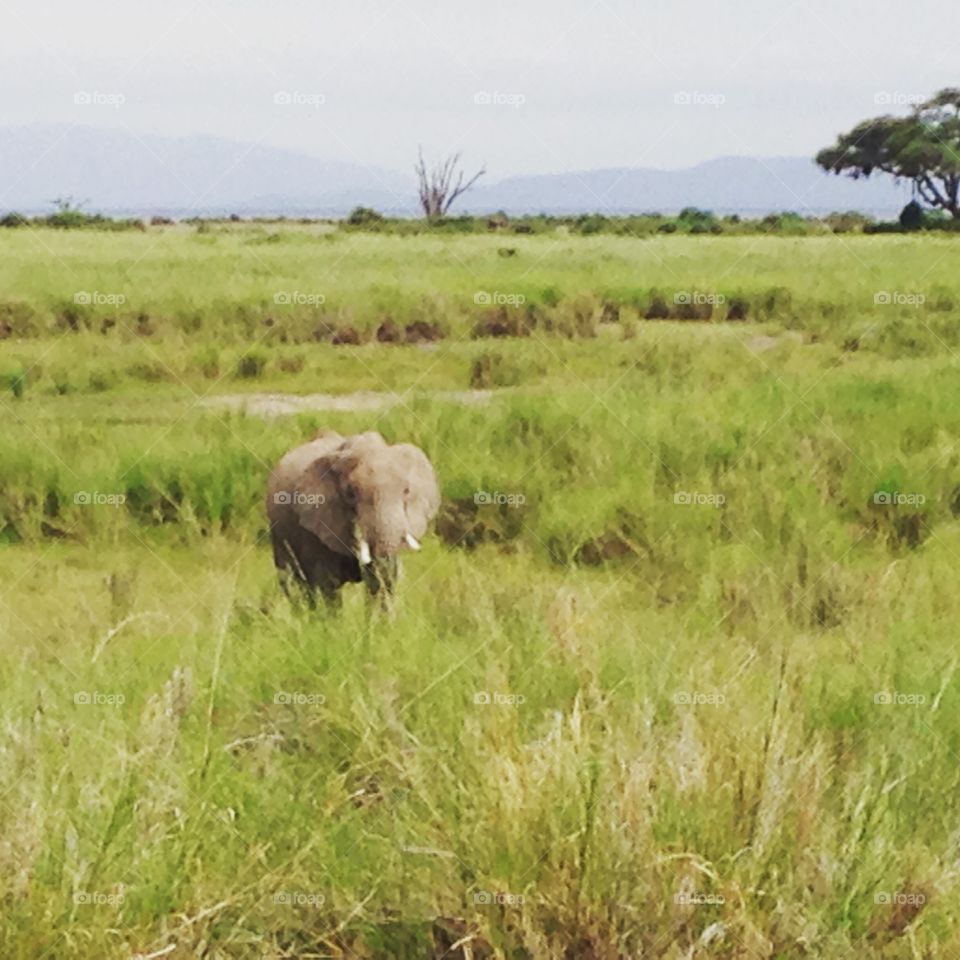 Elephant sighting 