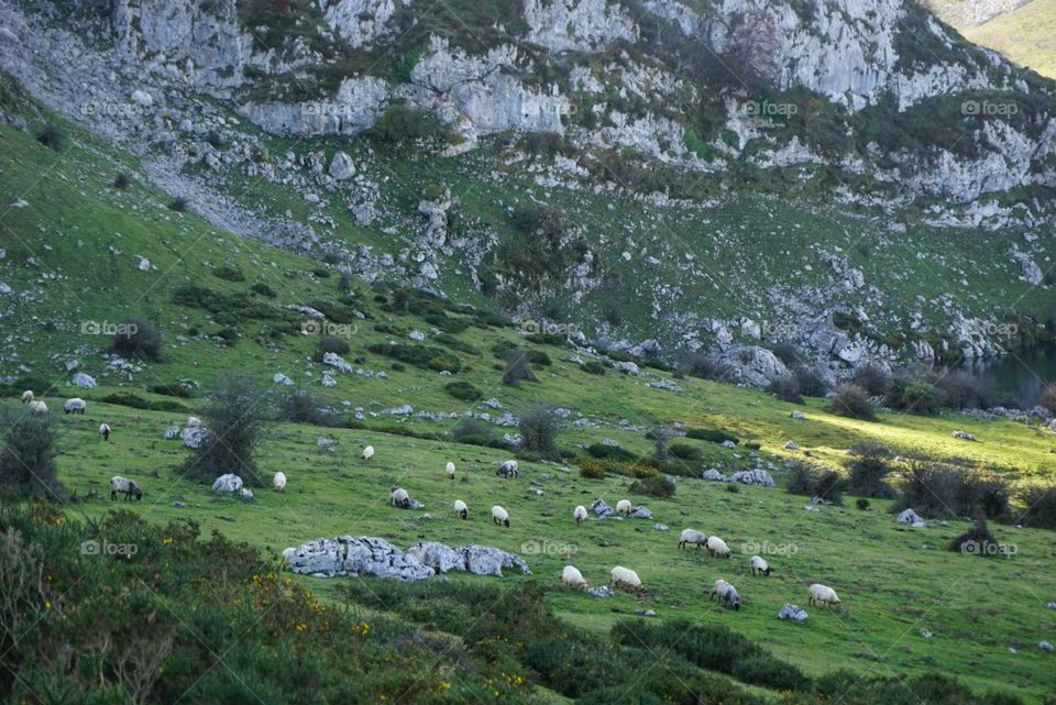 Sheep#animals#nature#greengrass