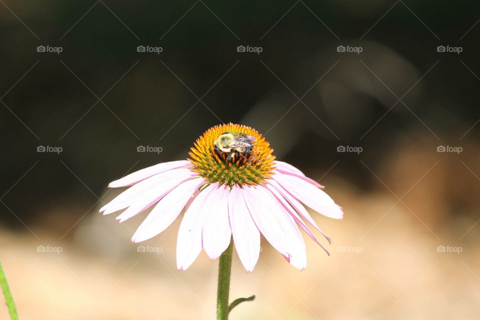 bumblebee on flower sucking nectar