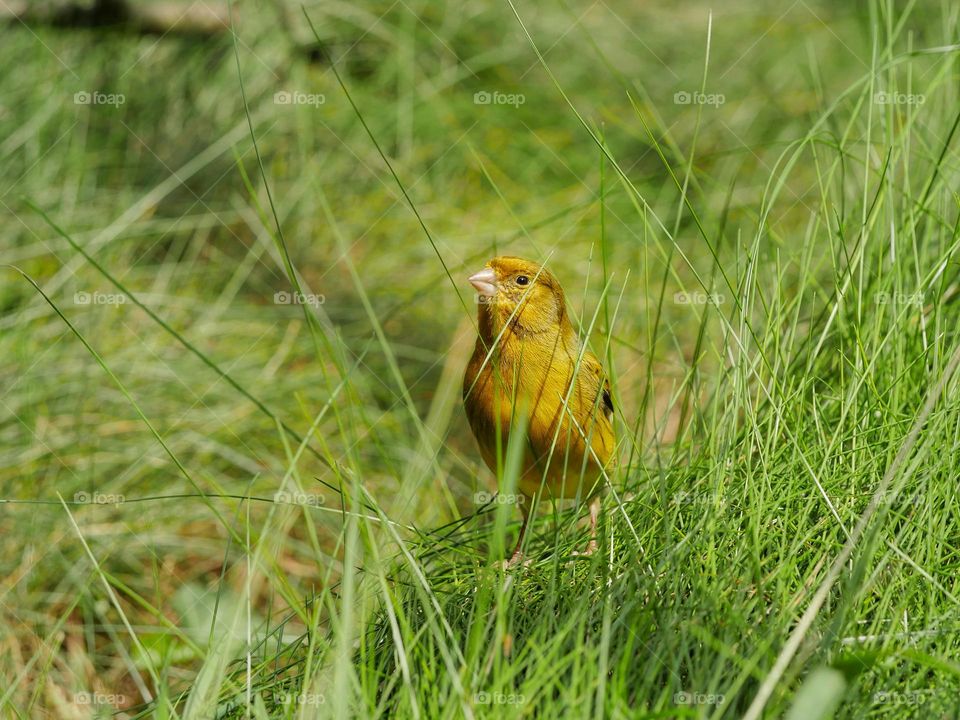 Canary bird perching in grass