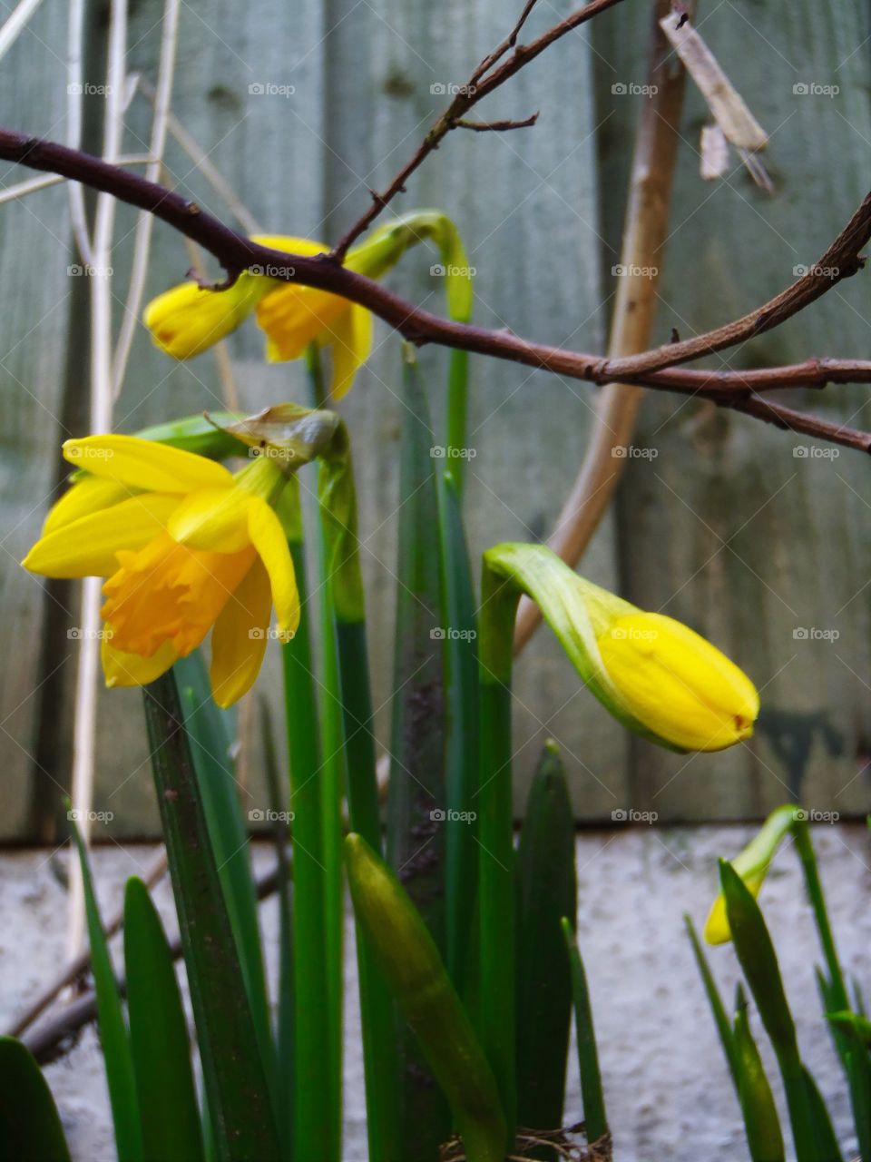 Daffodils over blueberry bush