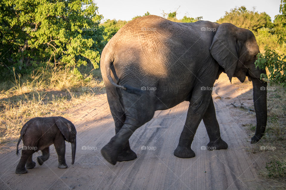 Elephants 