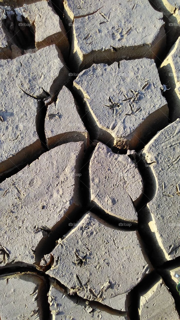 Cracks in the ground with bird's paw prints