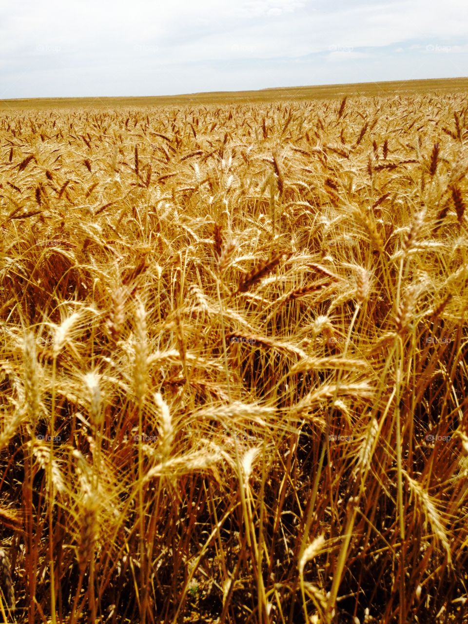 HarvestRipe Wheat