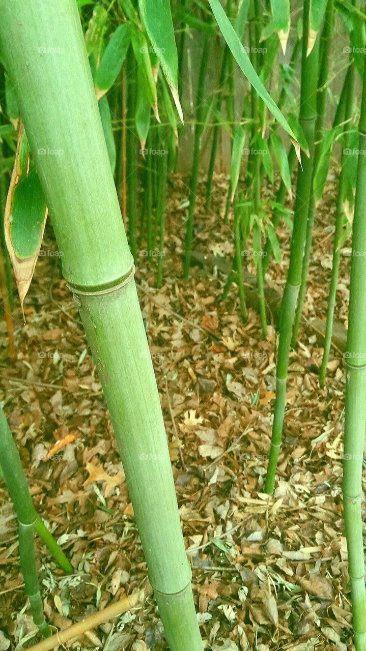 Bamboo garden 