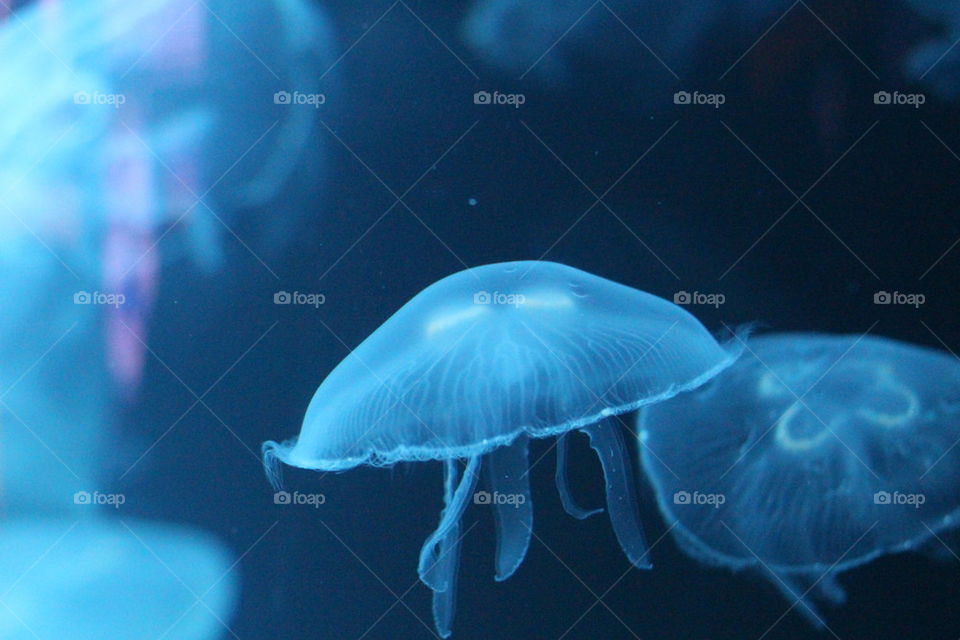 blue jellyfish 